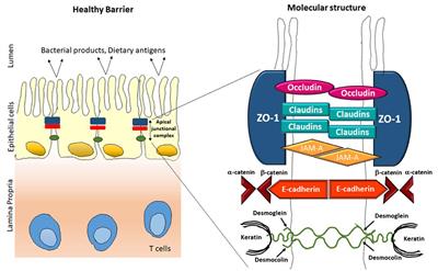 Role of Barrier Integrity and Dysfunctions in Maintaining the Healthy Gut and Their Health Outcomes